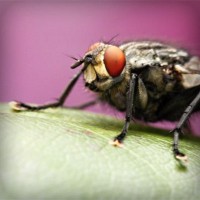 /album/bryllupskjoler/photolia-a08-jpg/